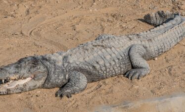 chambal gharial safari