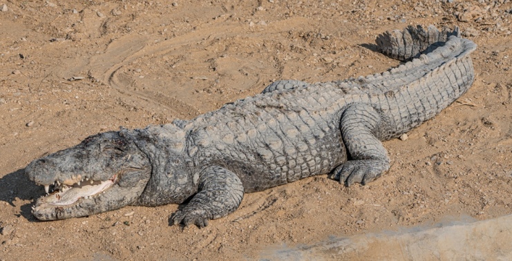 chambal gharial safari