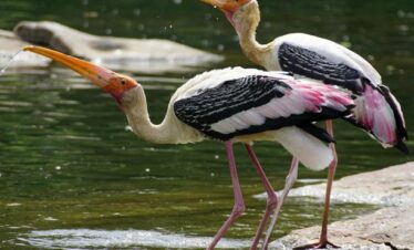 chambal boating birds