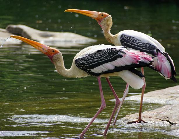chambal boating birds