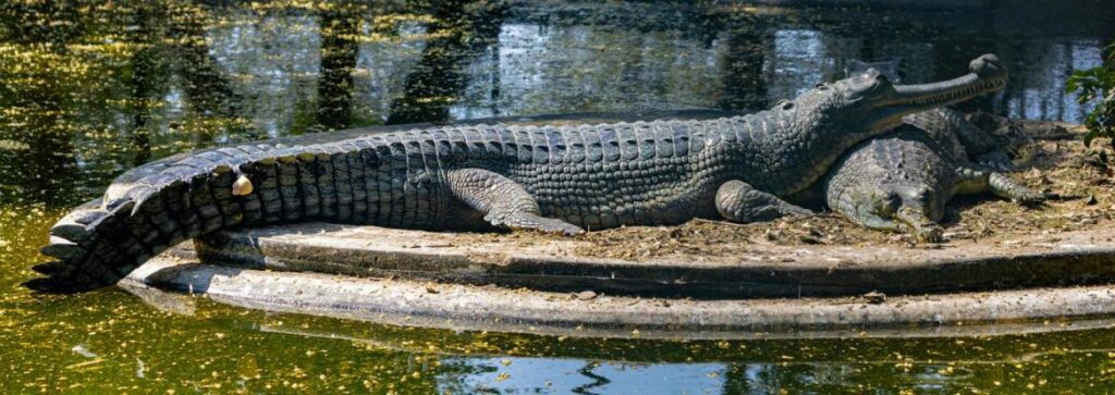 chambal gharial safari