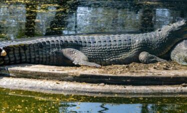 chambal gharial safari