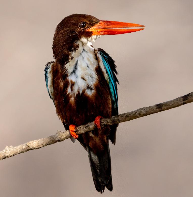  2 Days 1 Night Ranthambhore Chambal Bird Watching Tour Travel 