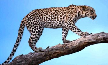jhalana leopard safari jaipur
