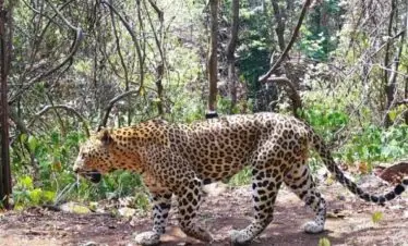 jhalana leopard safari jaipur
