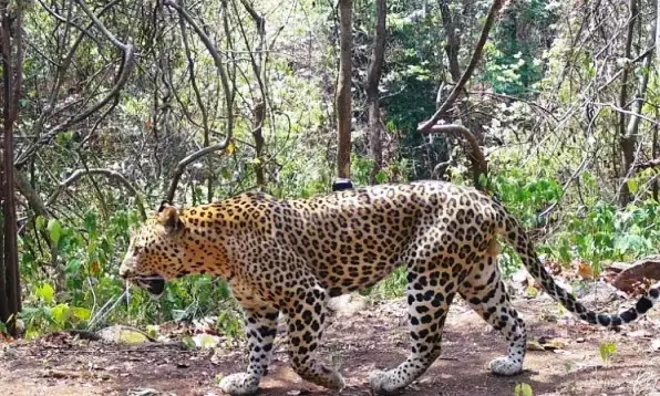 jhalana leopard safari jaipur