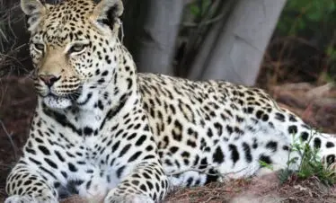 jhalana leopard safari jaipur
