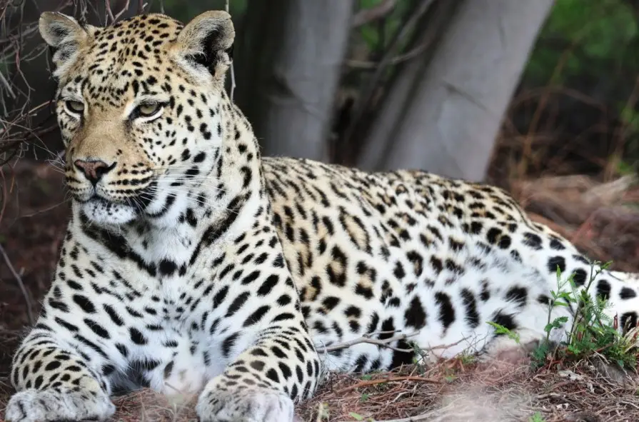 jhalana leopard safari jaipur