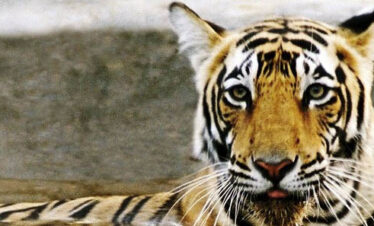 Ranthambhore National Park, ranthambhore