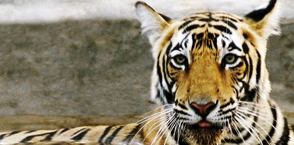 Ranthambhore National Park, ranthambhore