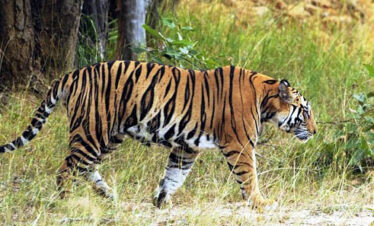 Ranthambhore National Park, ranthambhore tiger reserve