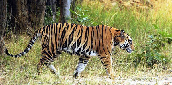 Ranthambhore National Park, ranthambhore tiger reserve