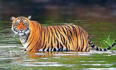 Ranthambhore National Park