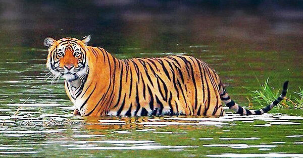 Ranthambhore National Park