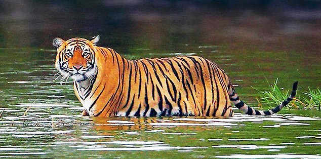 Ranthambhore National Park