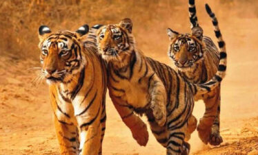 ranthambhore Sawai Madhopur