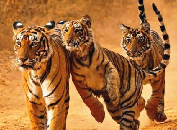 ranthambhore Sawai Madhopur