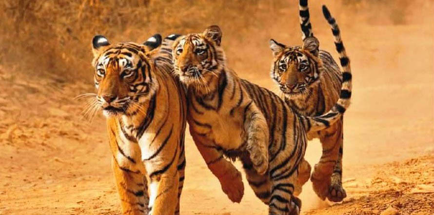 ranthambhore Sawai Madhopur