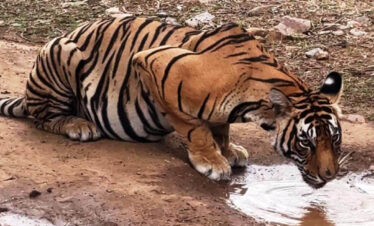 Ranthambhore National Park, Ranthambhore safari
