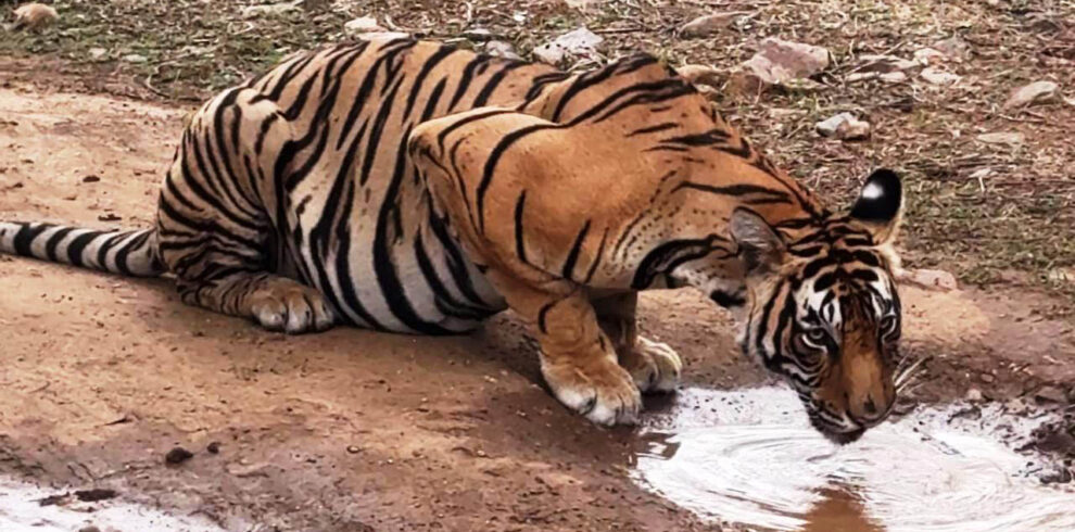 Ranthambhore National Park, Ranthambhore safari