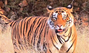 ranthambhore national park, ranthambhore tiger reserve
