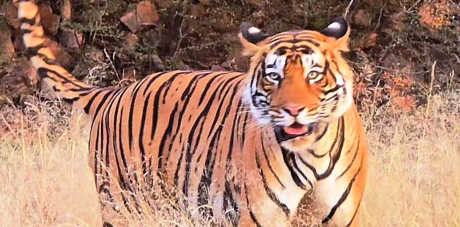 ranthambhore national park, ranthambhore tiger reserve