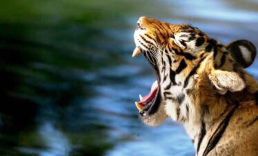 Ranthambhore National Park