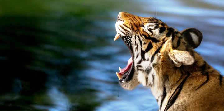 Ranthambhore National Park