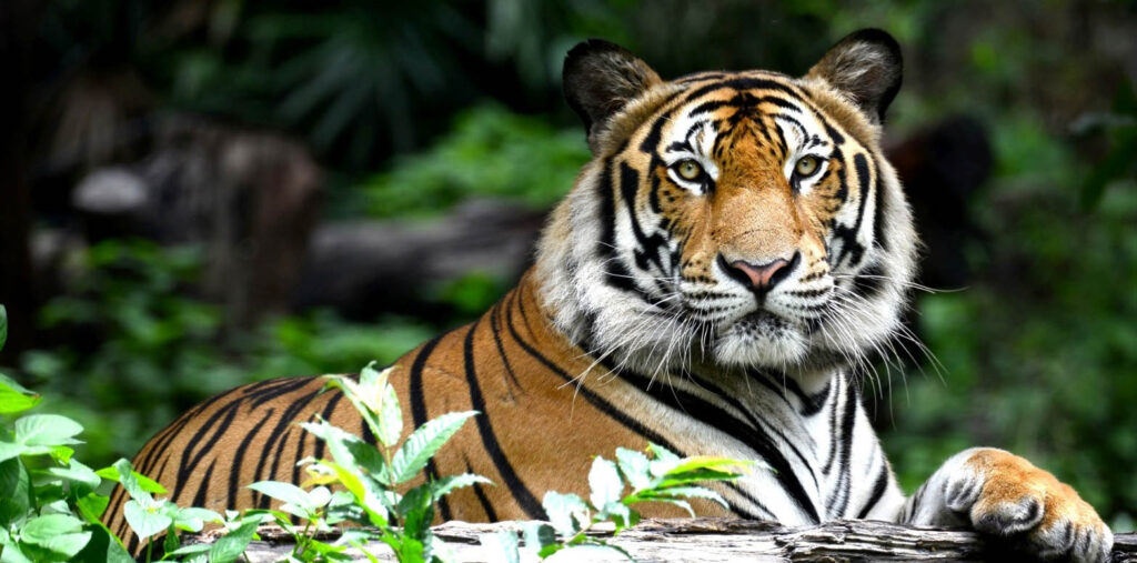 ranthambhore Sawai Madhopur