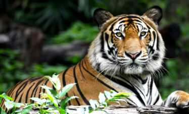 ranthambhore Sawai Madhopur