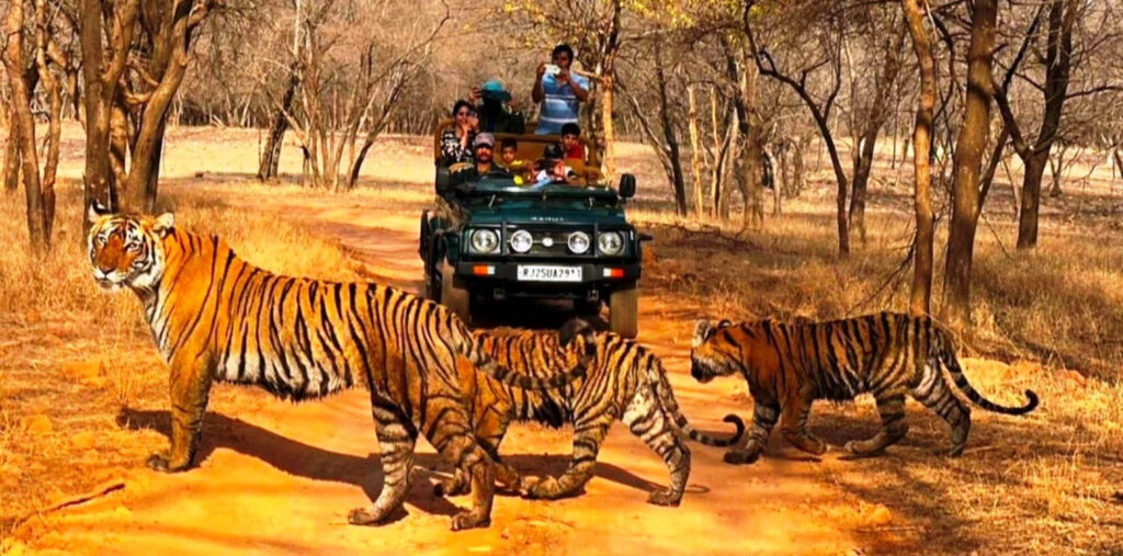 Ranthambhore National Park
