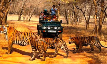Ranthambhore National Park