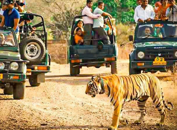 ranthambhore Sawai Madhopur
