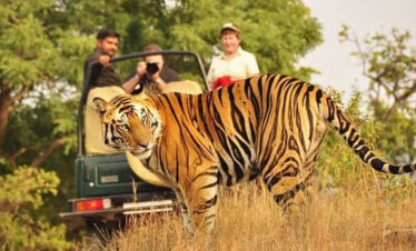 Ranthambhore National Park, Safari Booking