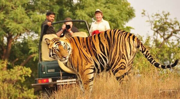 Ranthambhore National Park, Safari Booking