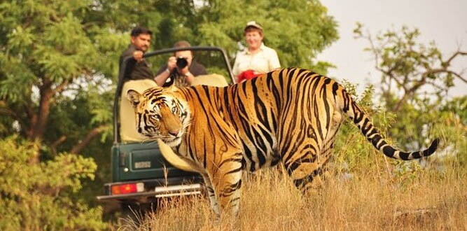 Ranthambhore National Park, Safari Booking