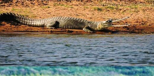 chambal crocodial safari