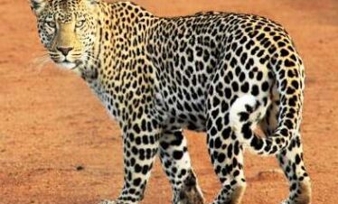 jhalana leopard safari