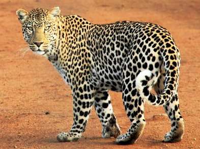 jhalana leopard safari