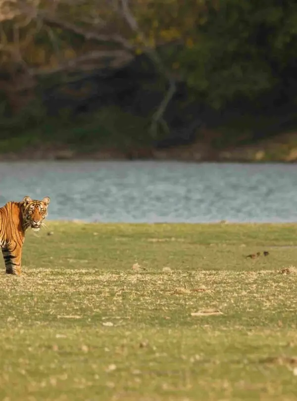 ranthambhore national park, ranthambhore safari