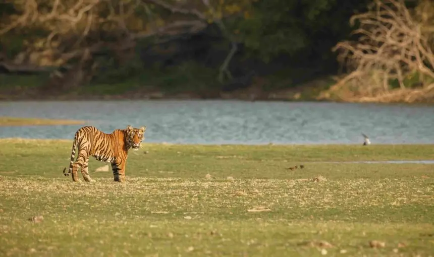 Ranthambhore National Park : The Land of Tigers and Timeless Heritage