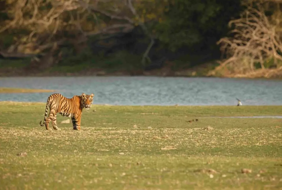 ranthambhore national park, ranthambhore safari