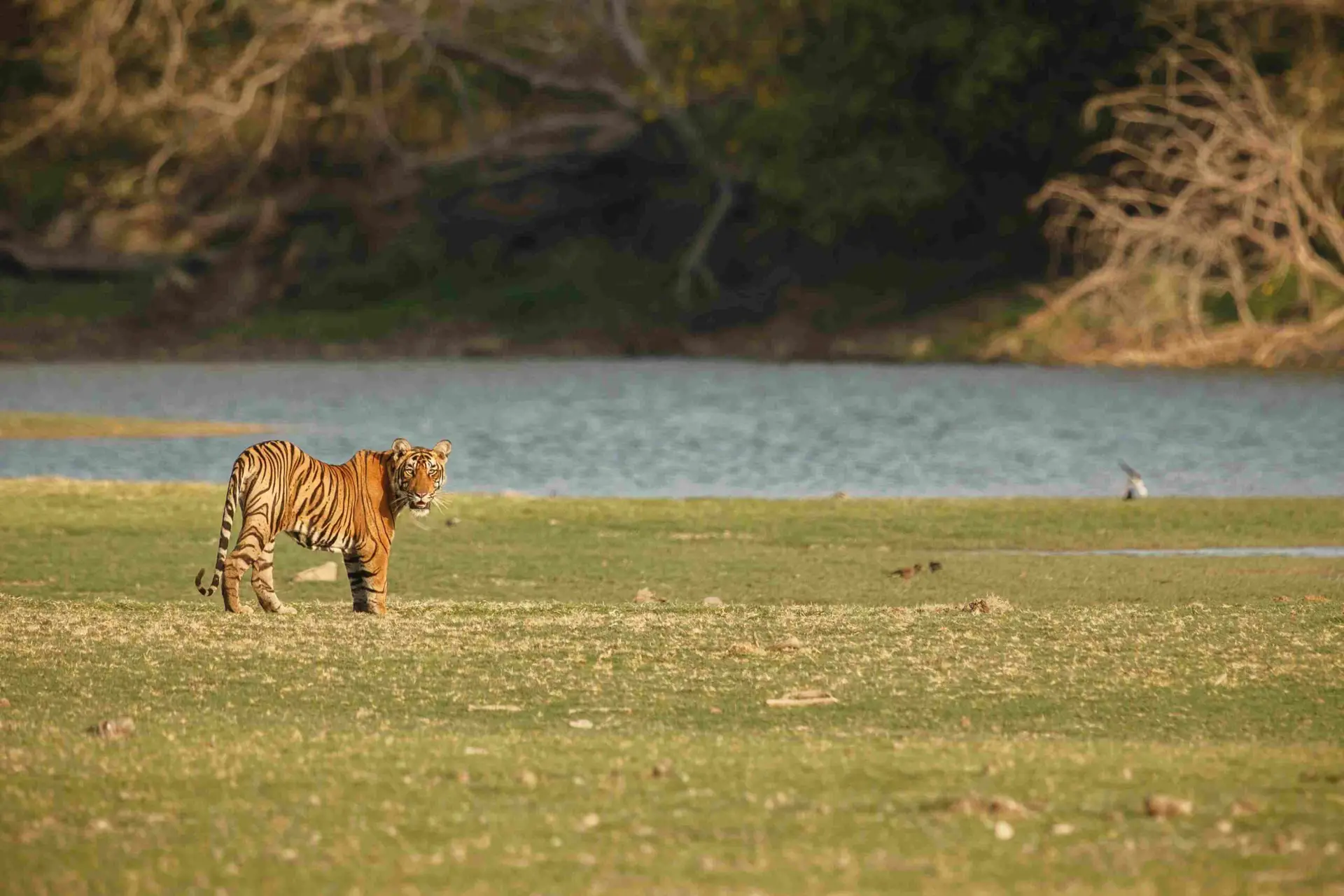 ranthambhore national park, ranthambhore safari